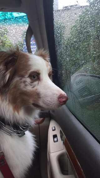 Good boy looking for a dry ride.